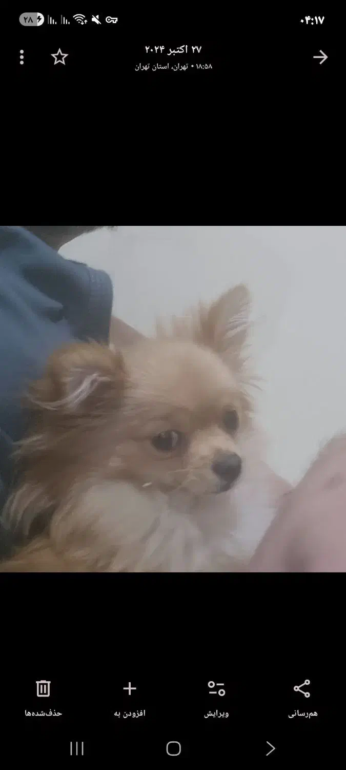 این سگ اسمش تی تی و سرقت شده|حیوانات|تهران, مظاهری|دیوار