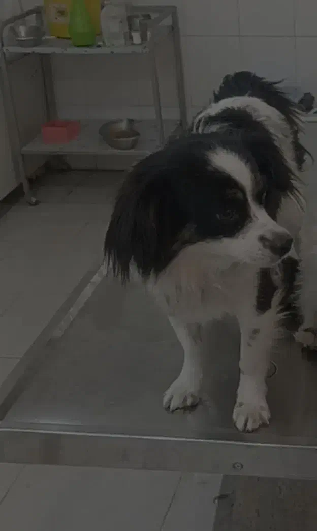 سلام یه ماده اشپیز دارم|سگ|اهواز, شهرک شهید عباس پور|دیوار