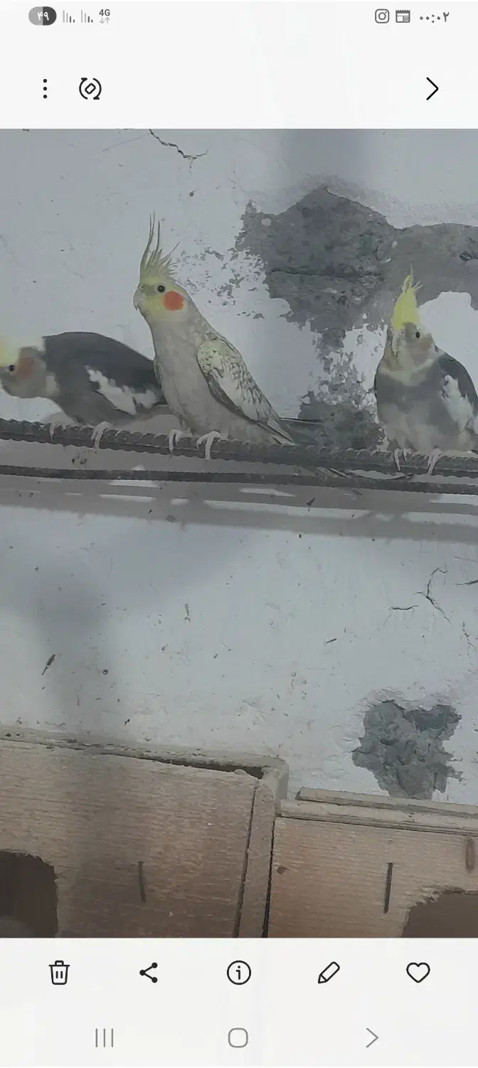 عروس هلندی|پرنده|رودسر, |دیوار