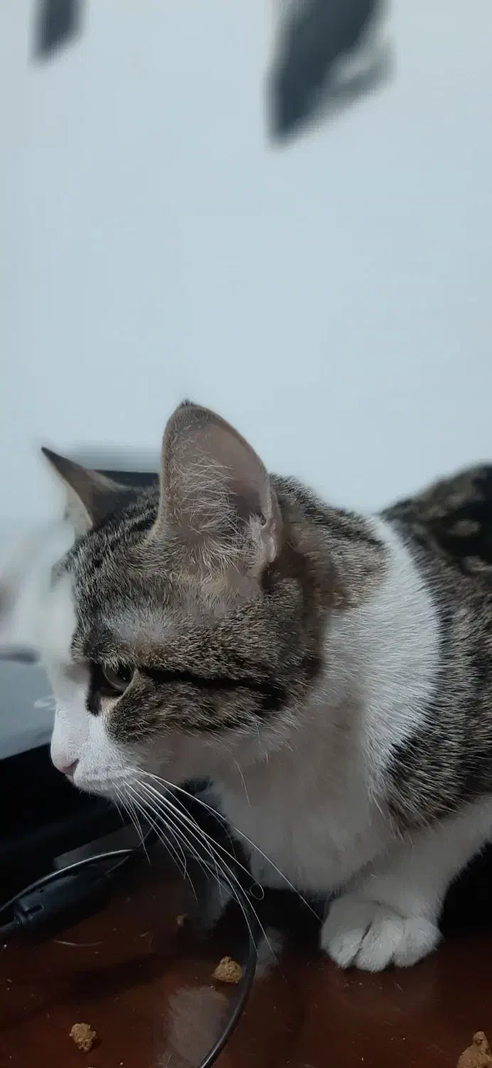 گربه گمشده دزدیده شده|حیوانات|پاکدشت, پاکدشت (مامازند)|دیوار