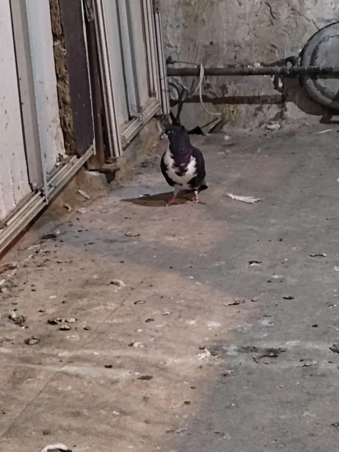 کبوتر دمگیر|پرنده|اصفهان, طاحونه|دیوار