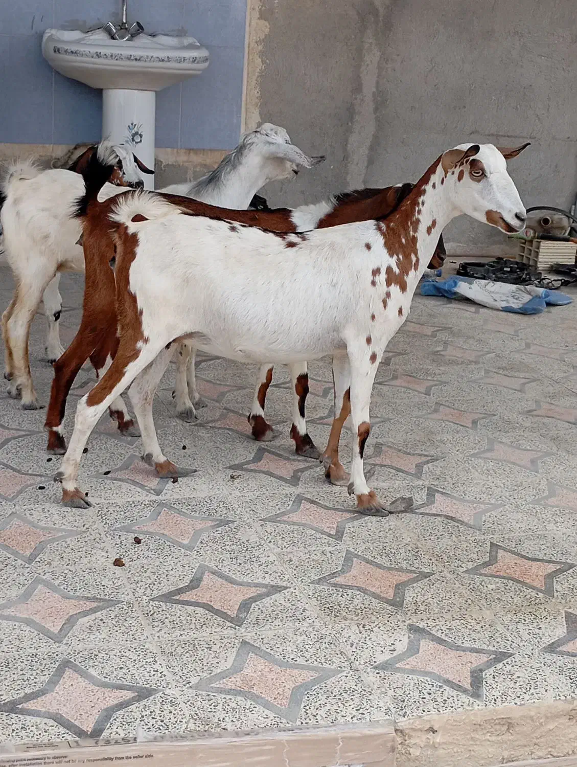 کهره نقشی بابچه نر و کهرهی گل توپی به فروش|حیوانات مزرعه|قشم, |دیوار