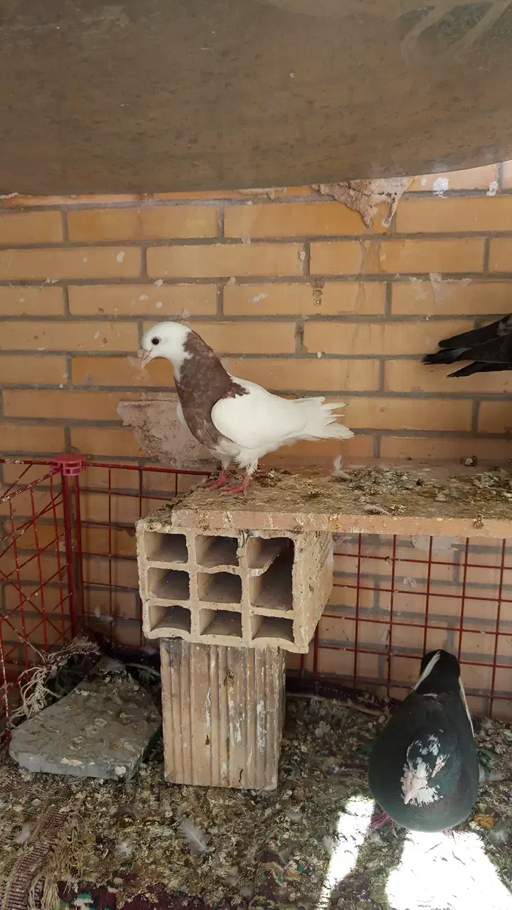 جوجه طوقی|حیوانات|رفسنجان, |دیوار