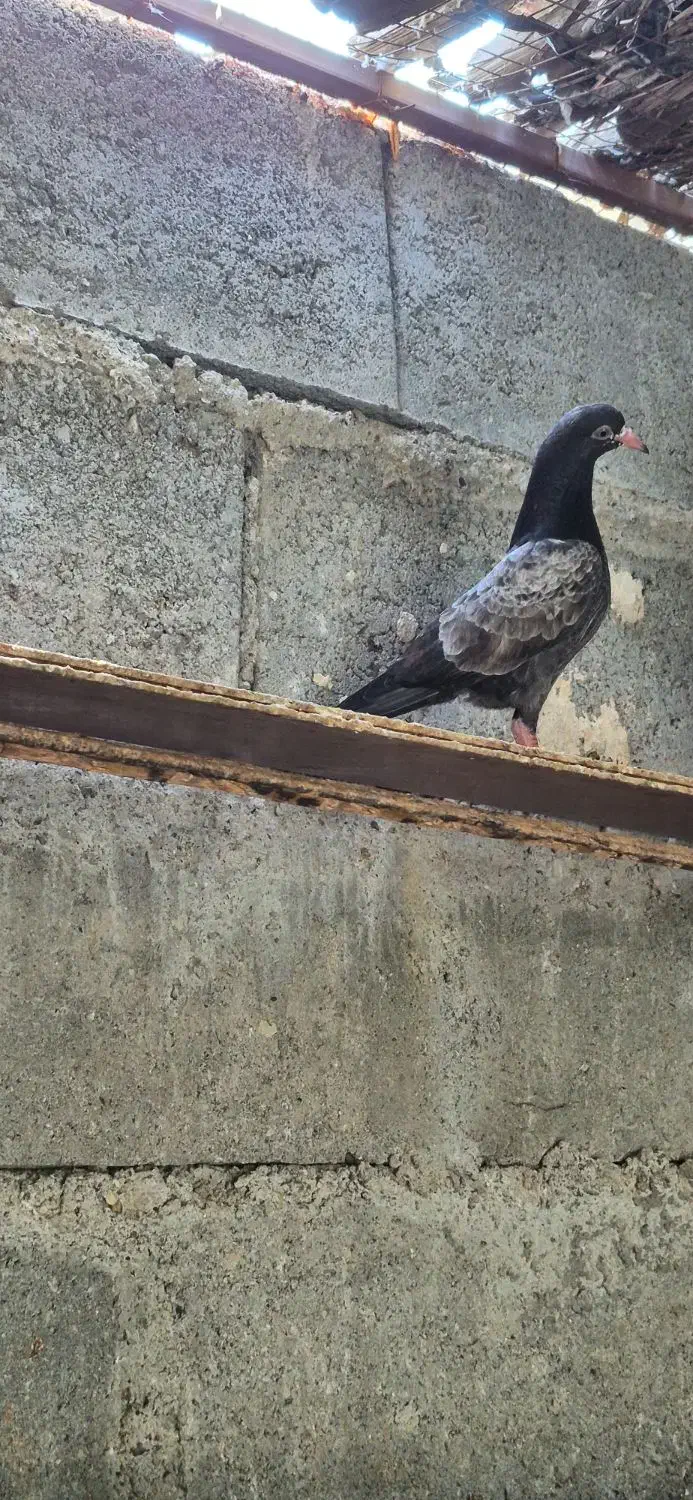 کبوتر تیدی|پرنده|بندرعباس, |دیوار