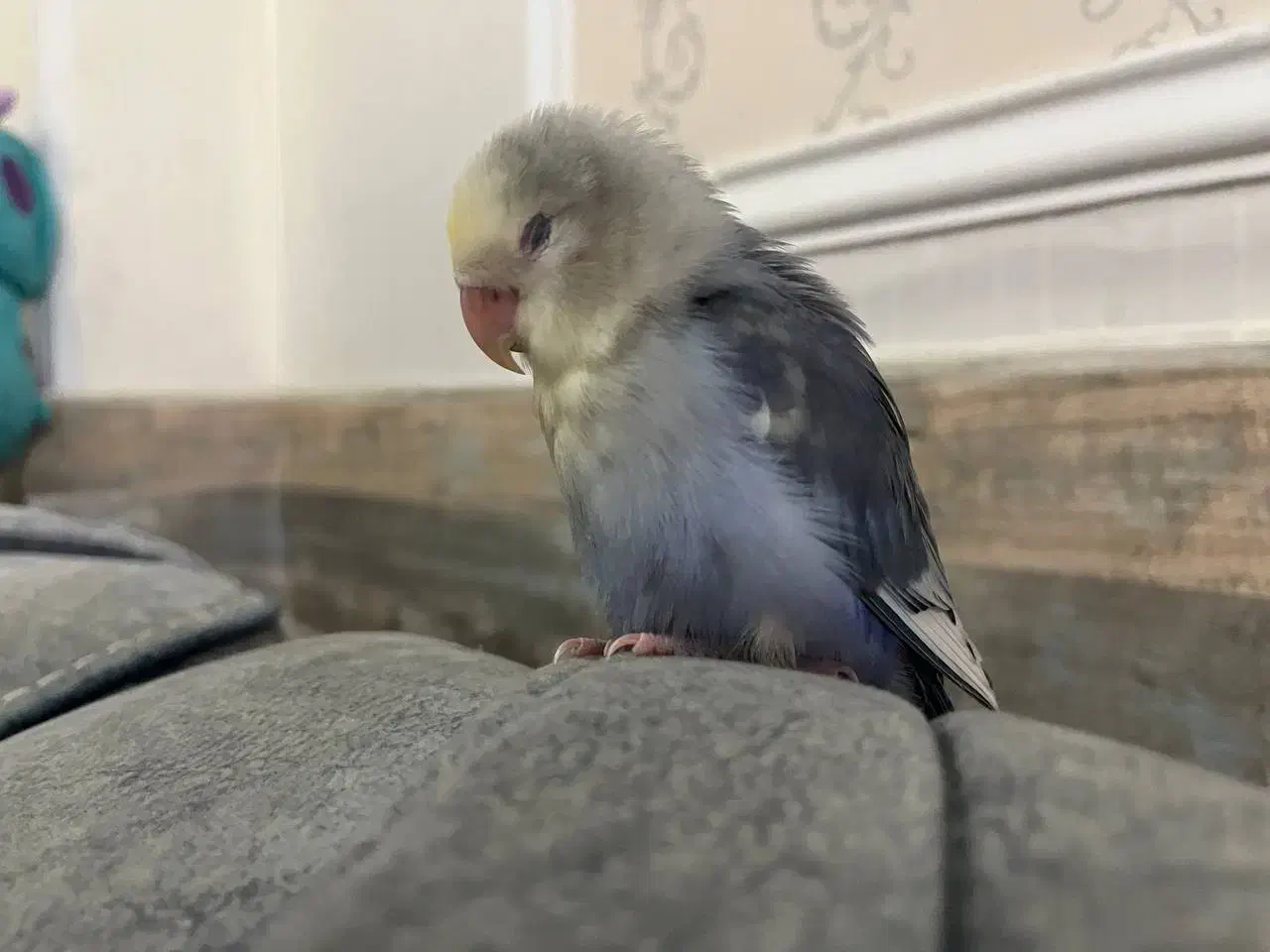 جوجه دوماهه طوطی برزیلی|پرنده|ری, دولتآباد|دیوار