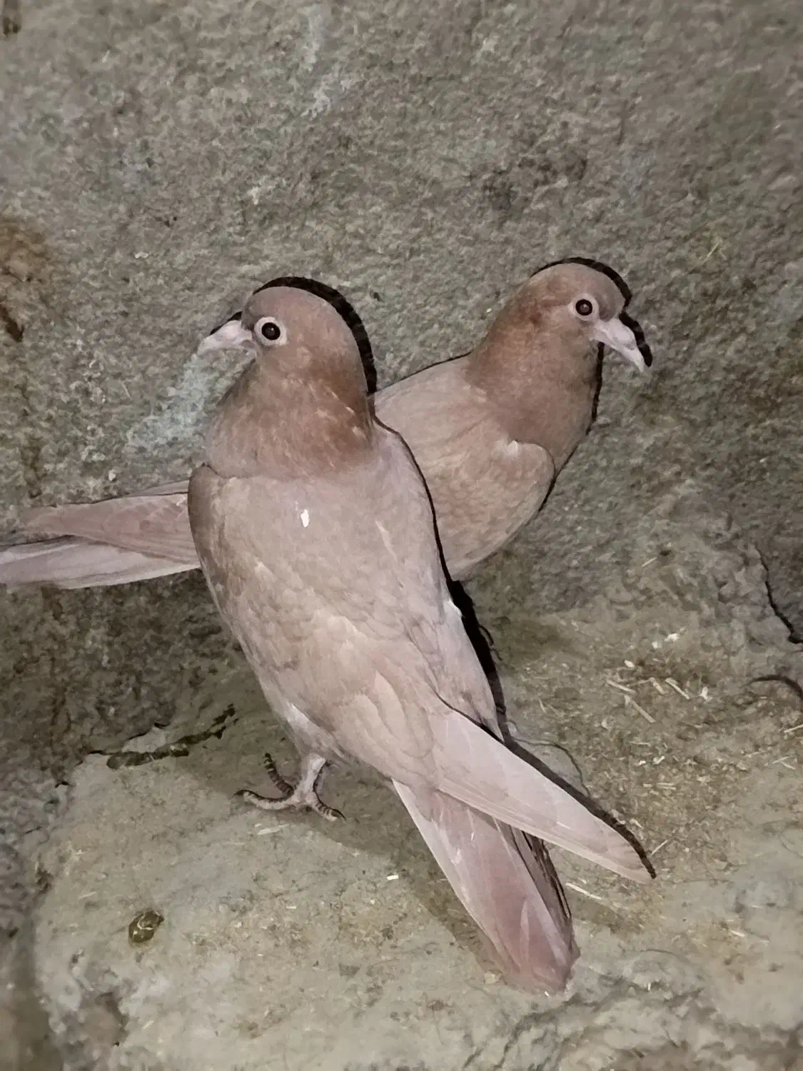 جوجه زرد کرمونی کبوتر کفتر|پرنده|چناران, |دیوار