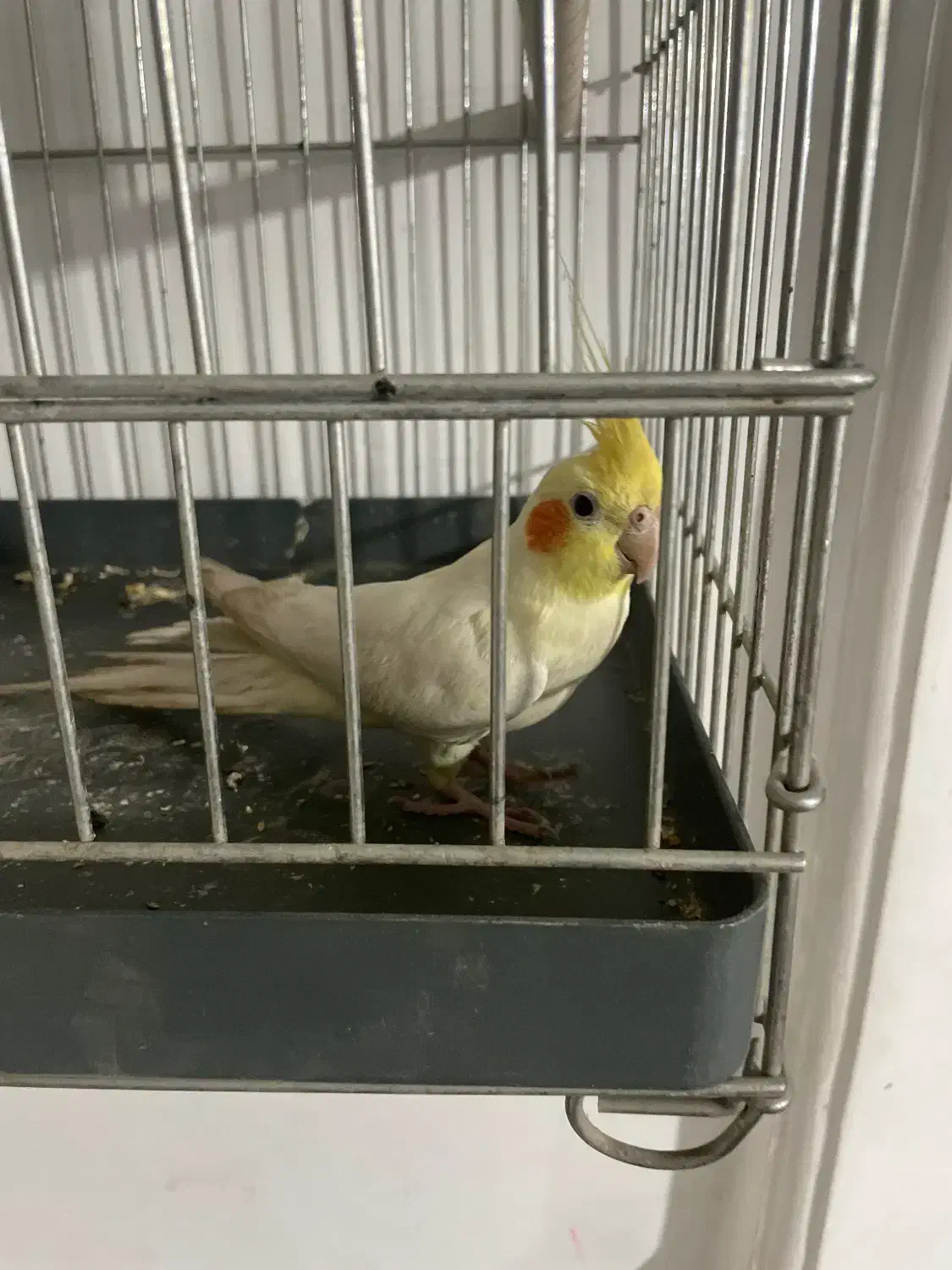 عروس هلندی|پرنده|سبزوار, شهدا|دیوار