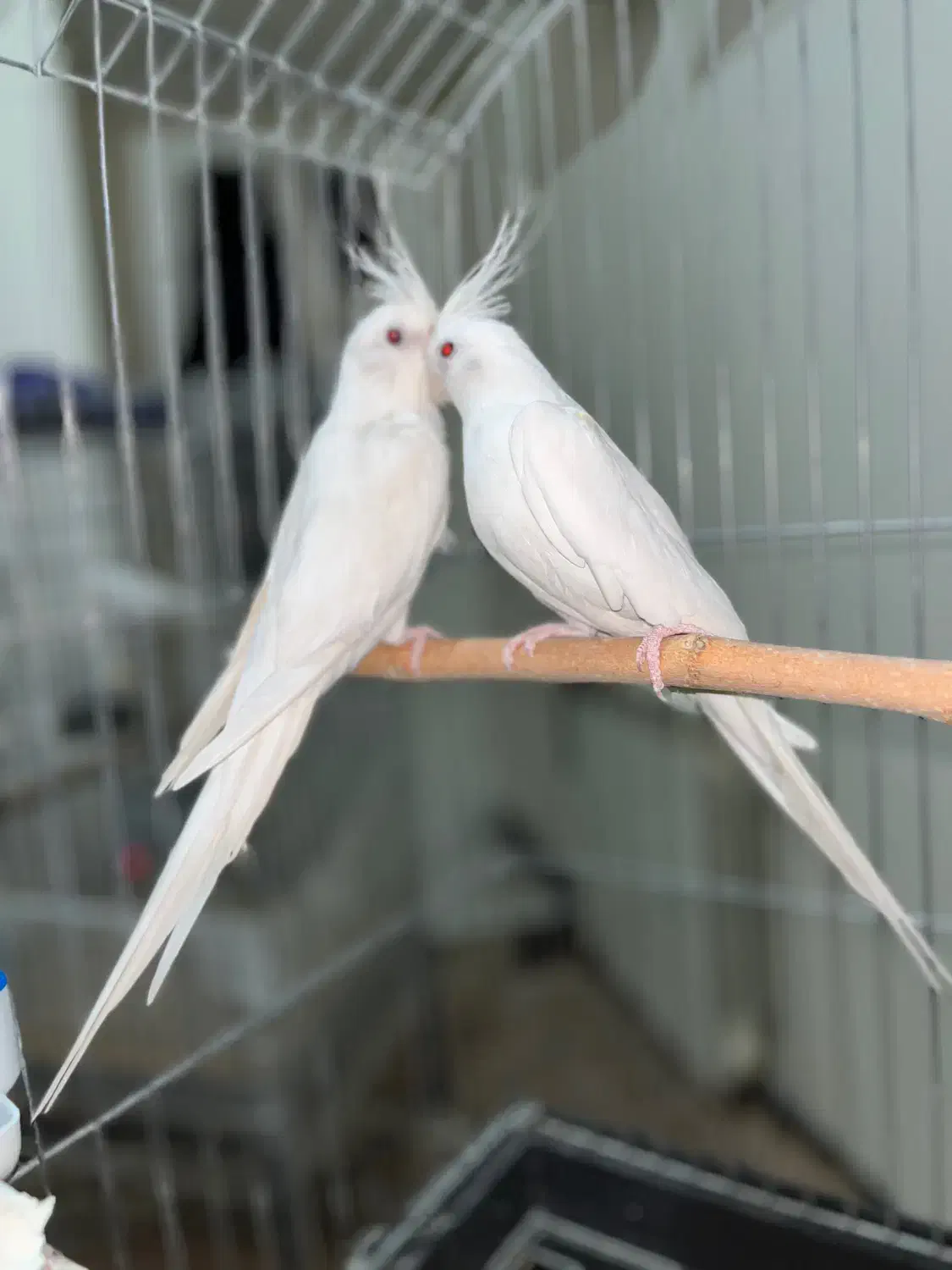 عروس هلندی البینو و دوکت مولد|پرنده|تهران, تهرانسر شمالی|دیوار