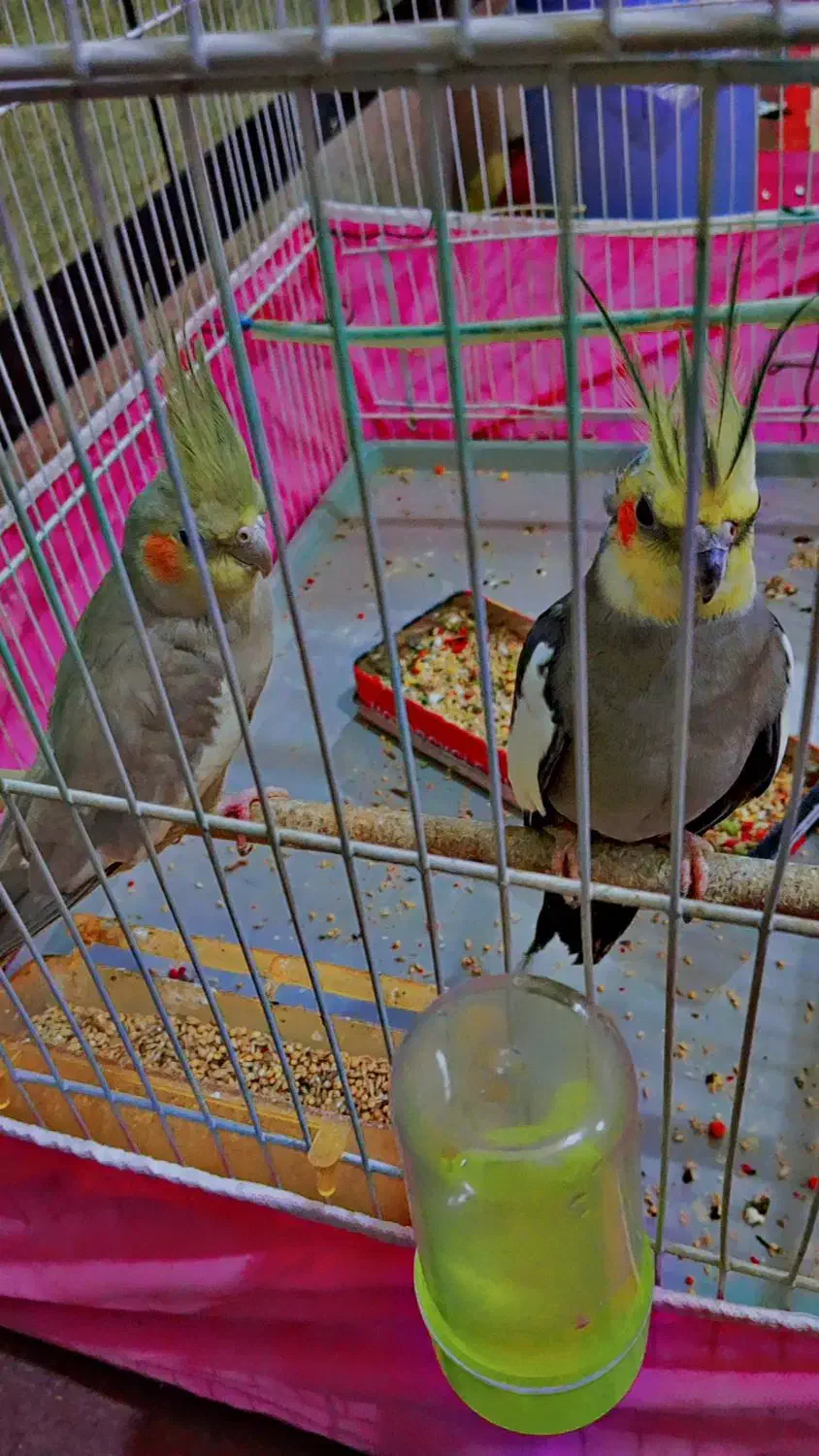 جفت عروس هلندی|پرنده|زهک, |دیوار