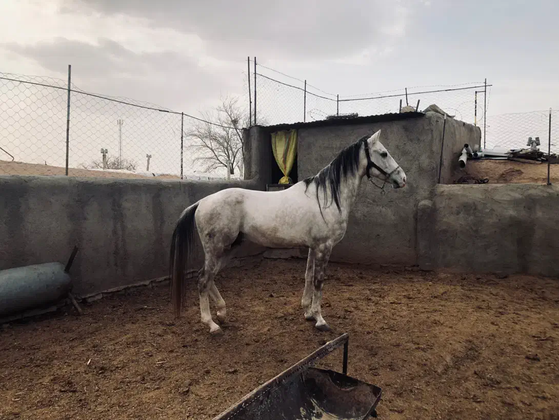 اسب|اسب و تجهیزات اسب‌سواری|سبزوار, قاضی زاد|دیوار