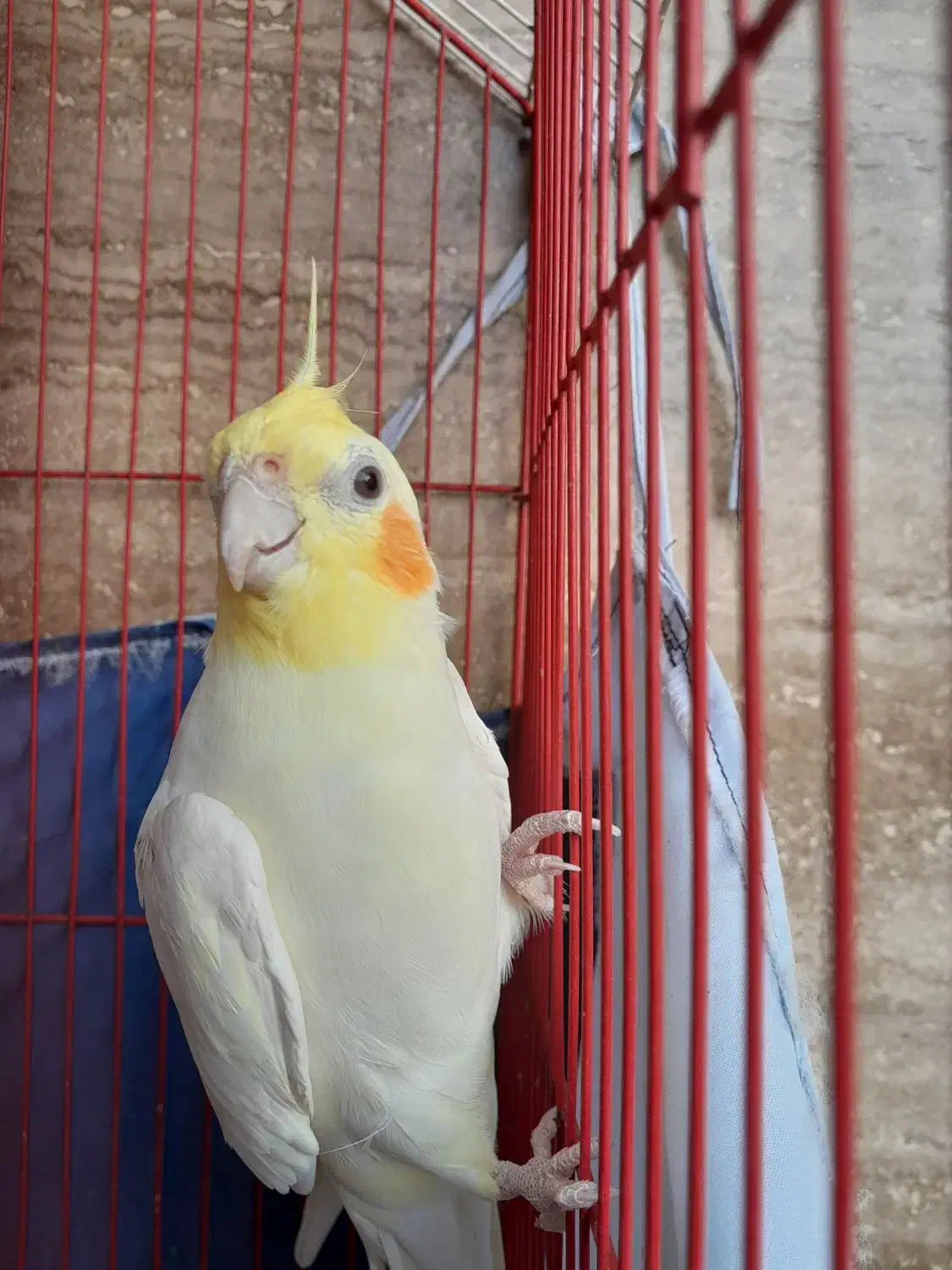 طوطی عروس|پرنده|بابل, |دیوار