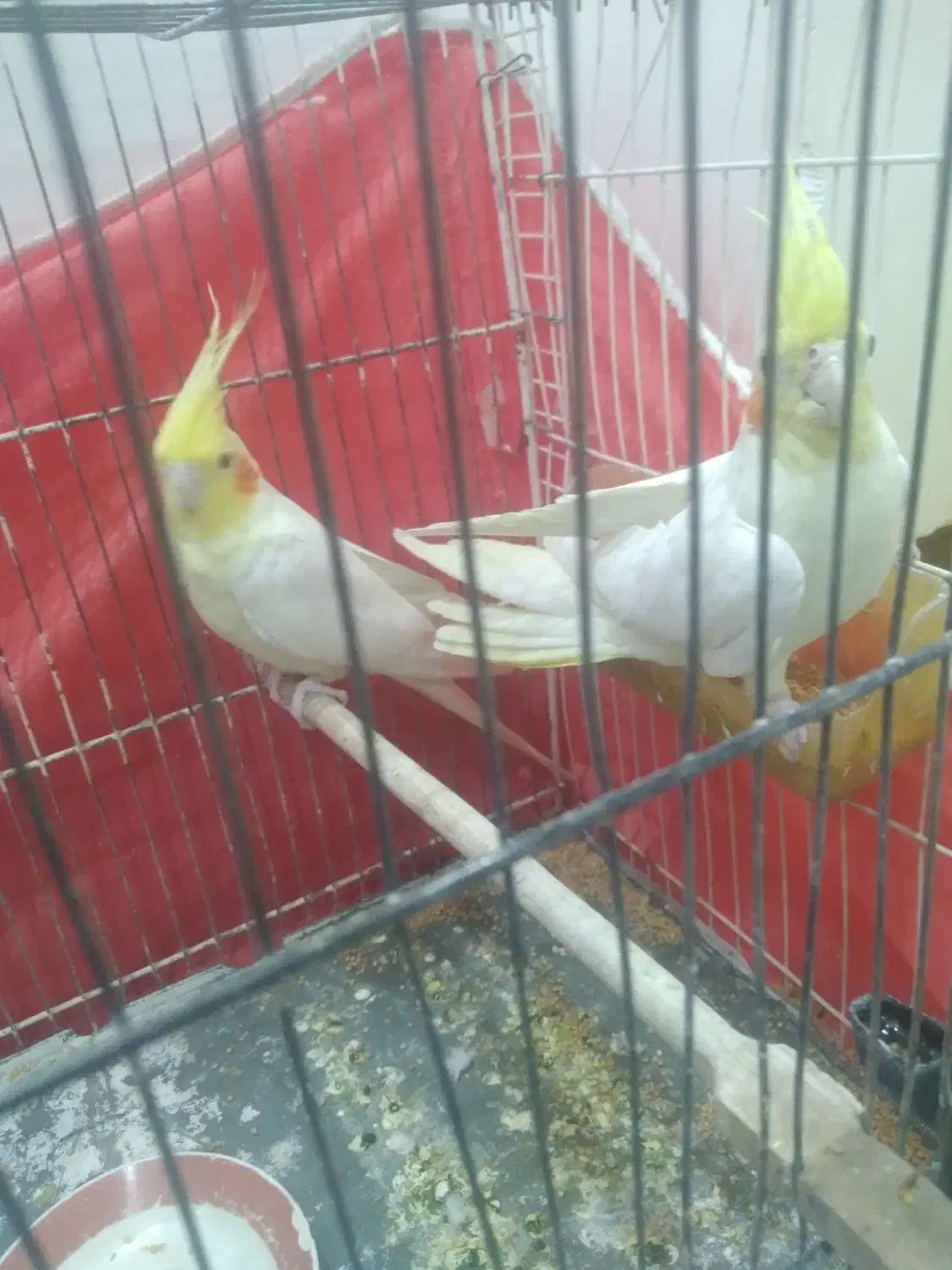 یکجفتعروسهلندیلوتینو|پرنده|تربت جام, اسماعیل آباد|دیوار