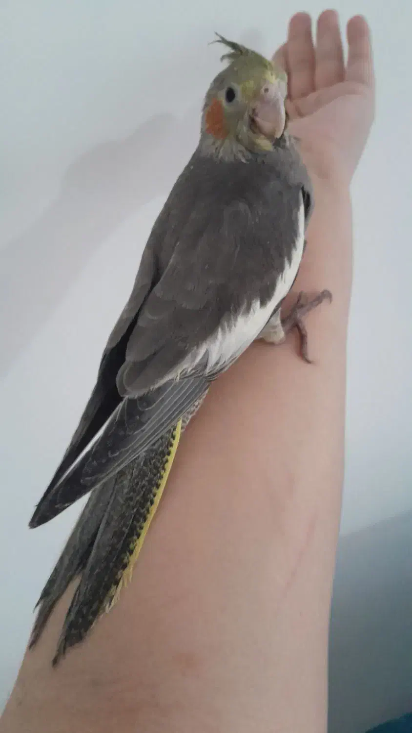 ۲عدد عروس خونگی میزون|پرنده|رشت, پاستوریزه|دیوار