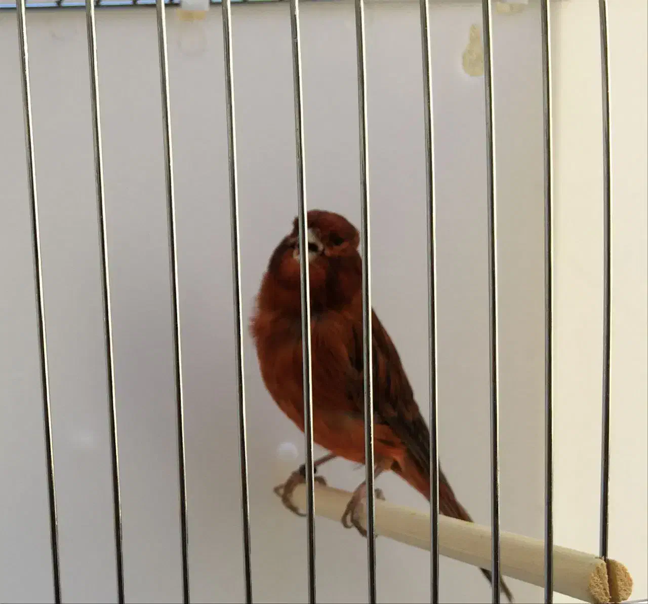 قناری|پرنده|بیجار, |دیوار