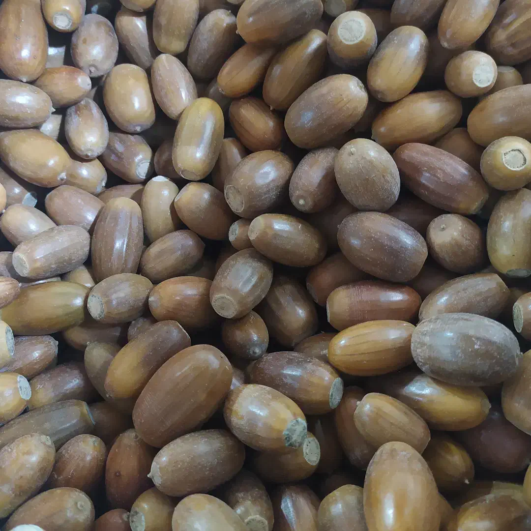 پک 20 عددی بلوط با خواص درمانی و زیبایی|خوردنی و آشامیدنی|مشهد, خواجه ربیع|دیوار