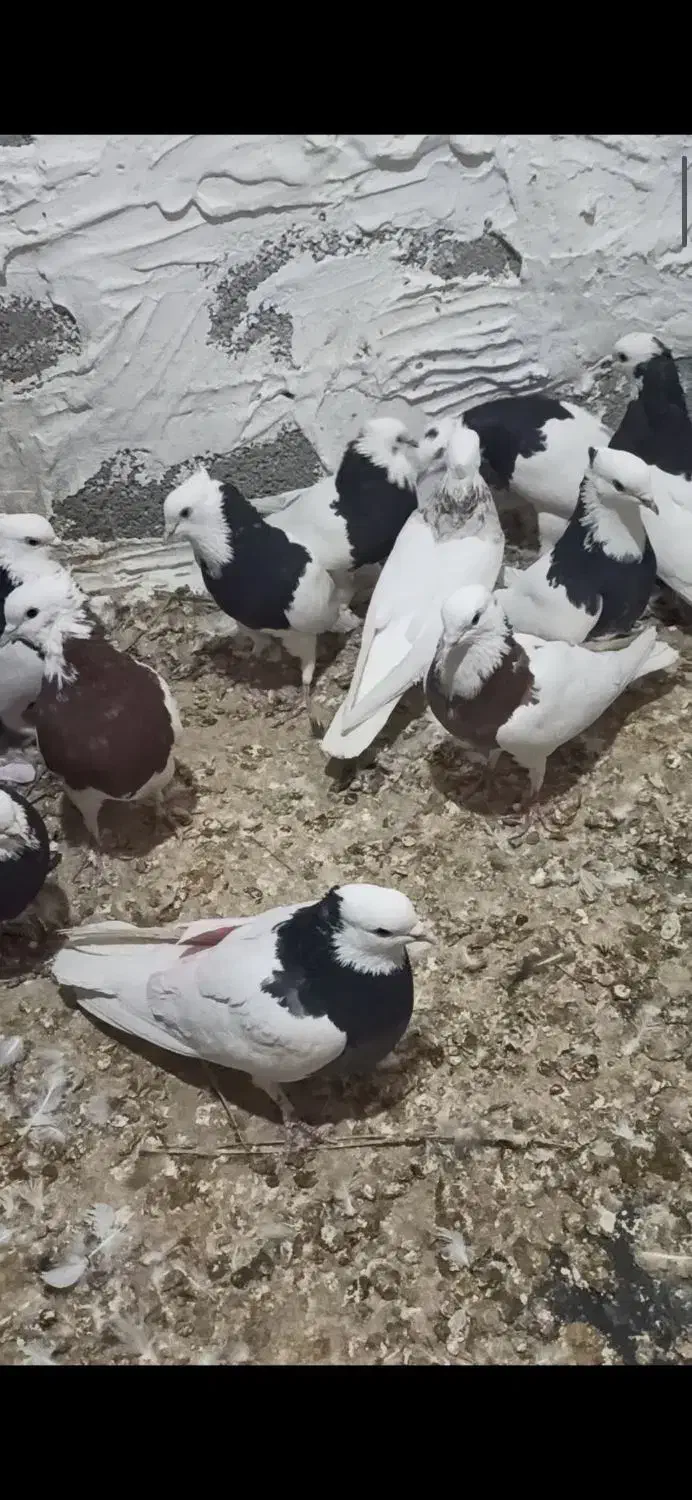 پرنده|پرنده|خنج, |دیوار