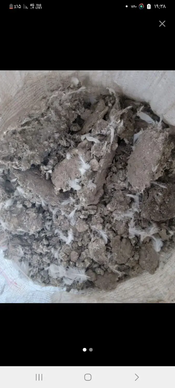 زله کبوتره خوش درکبوتراهنگ|پرنده|کبودرآهنگ, |دیوار