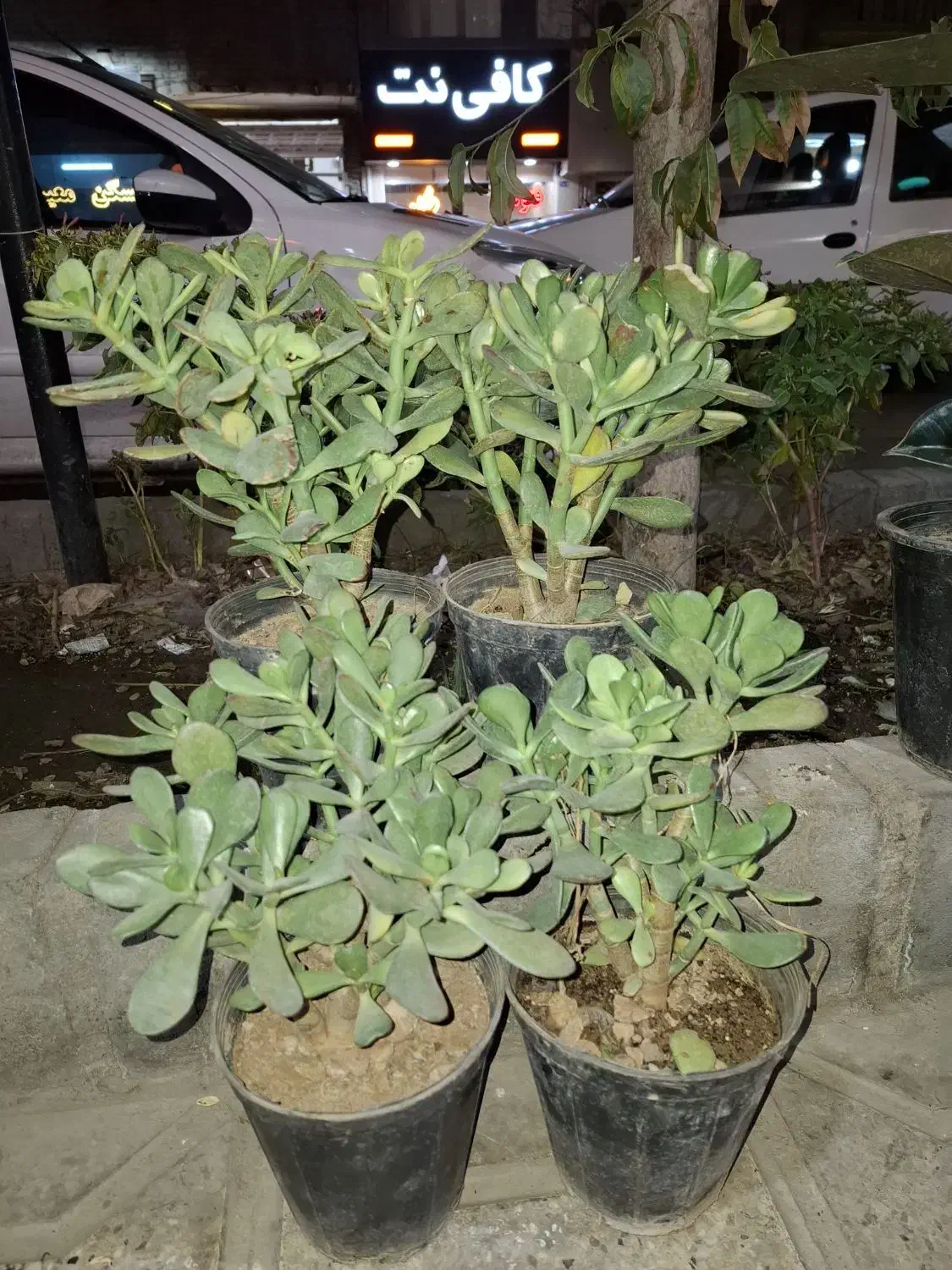 گل وگیاه طبیعی|گل و گیاه طبیعی|مشهد, هنرور|دیوار