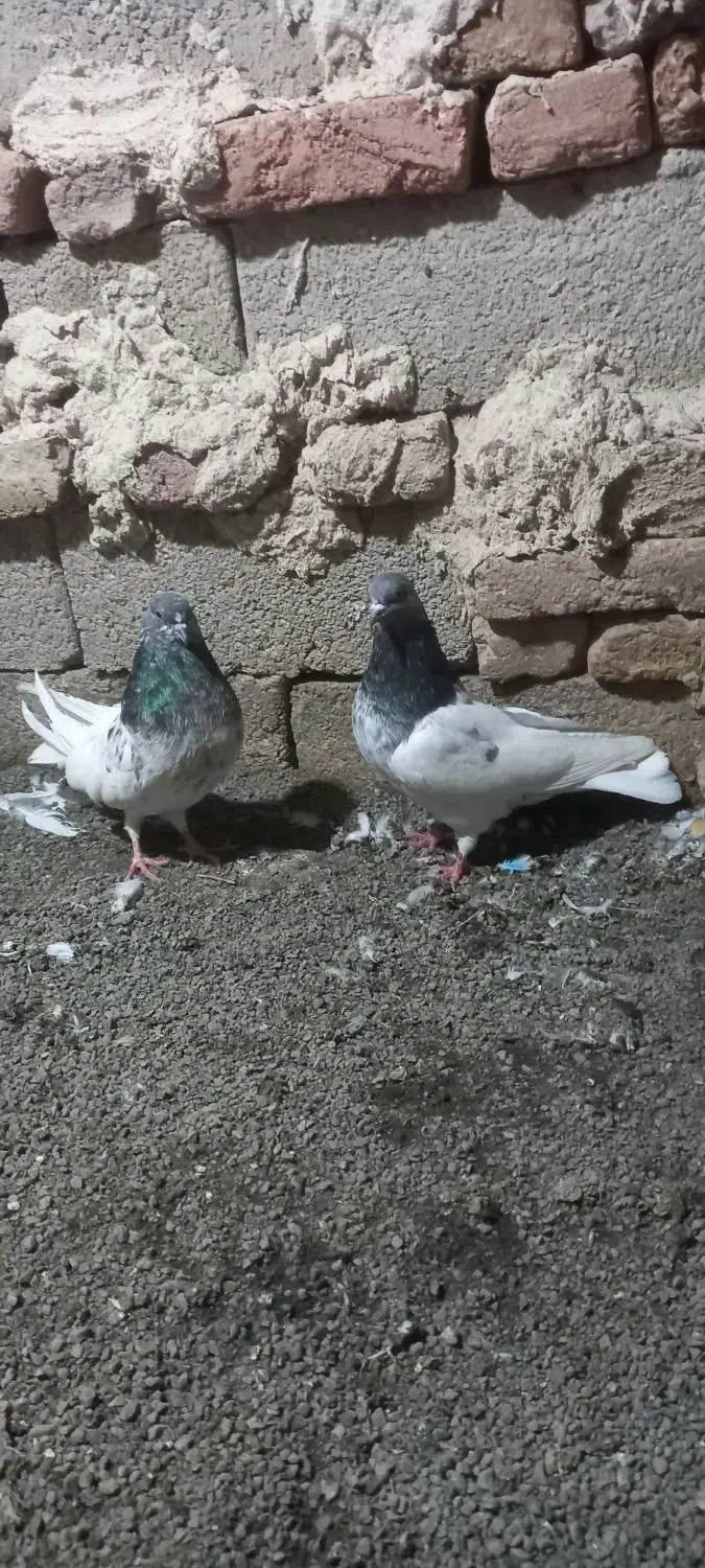 کبوتر|پرنده|ارشق, |دیوار