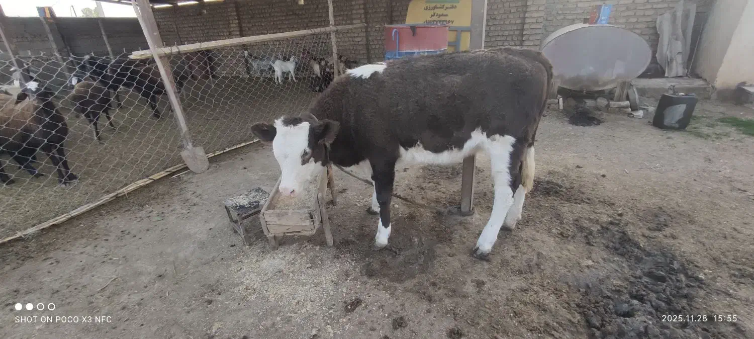 گوساله ماده سیمینتال|حیوانات مزرعه|آق قلا, |دیوار