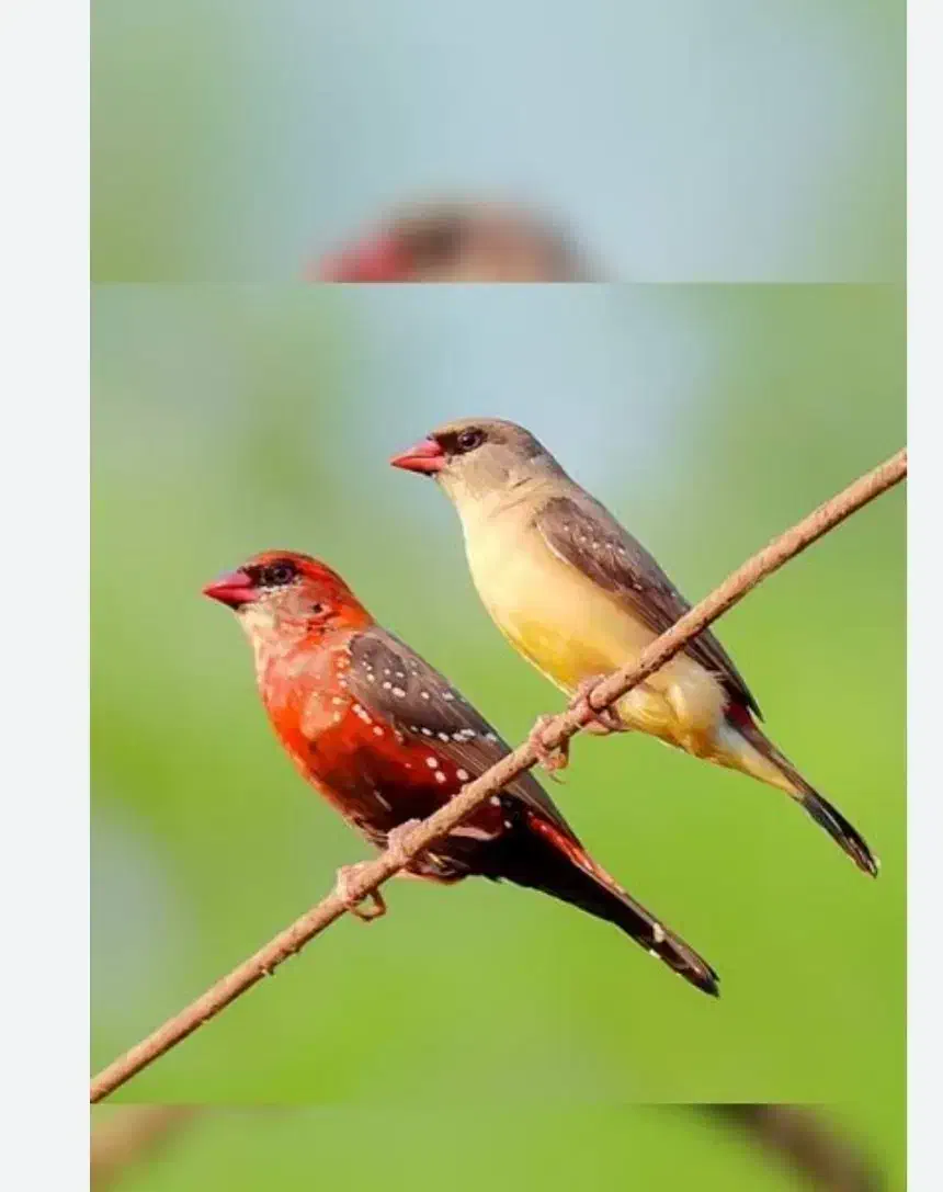 فنچ گلدین.جغدی.کرواتی.الماسی|پرنده|فردیس, فردیس|دیوار