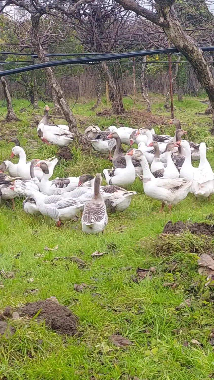 فروش غاز جوان درشت و مرغ و خروس محلی|حیوانات مزرعه|تنکابن, |دیوار