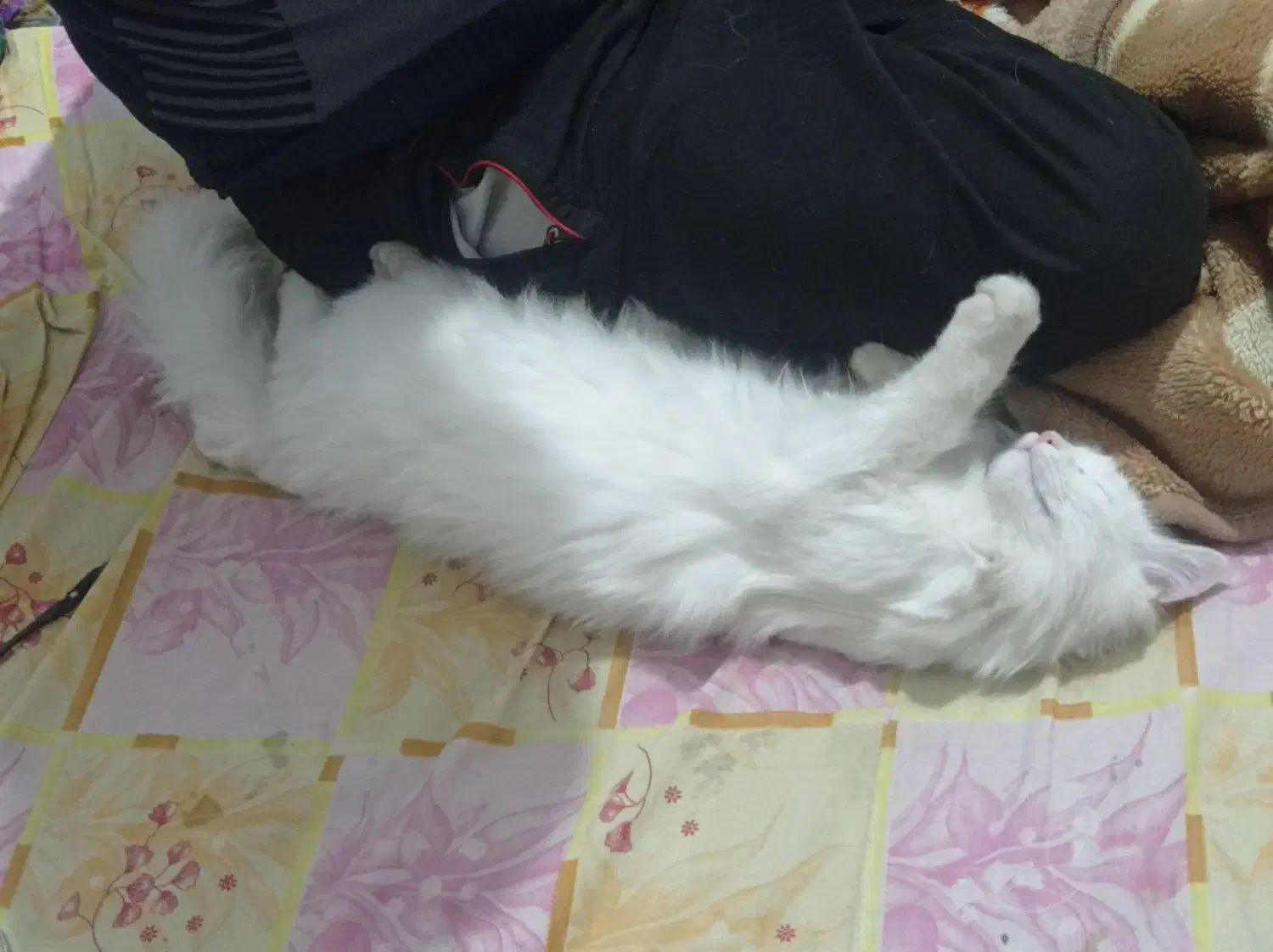 132095|گربه|قوچان, |دیوار