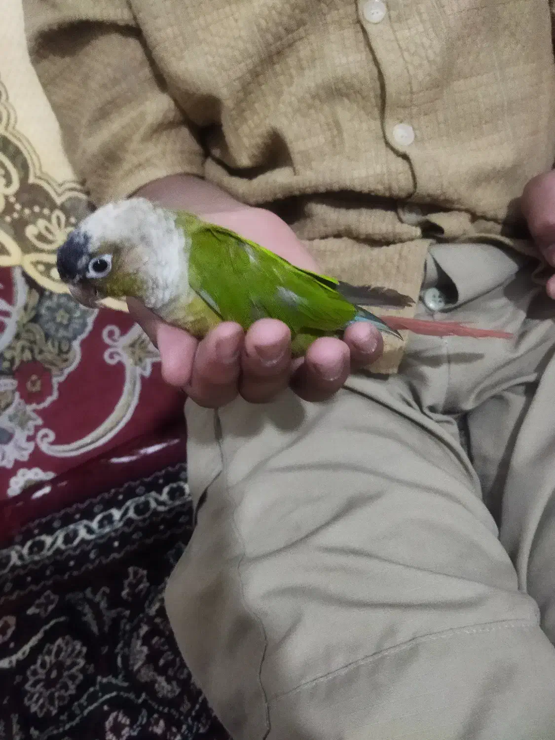 فروش طوطی گرینچیک|پرنده|میانه, |دیوار