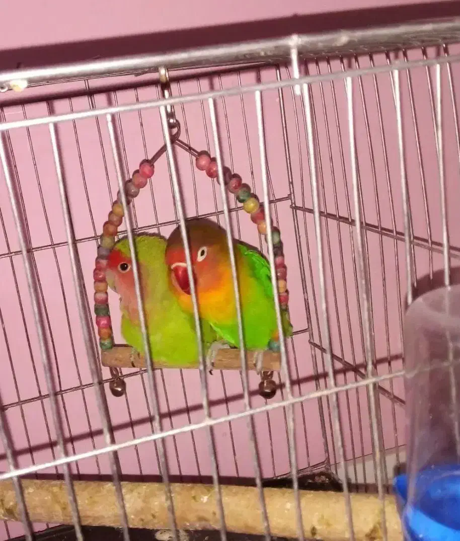 طوطی برزیلی باقفس|پرنده|شاهدشهر, |دیوار