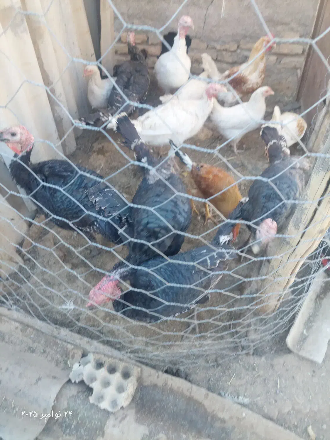 بوقلمون|حیوانات مزرعه|کوهسرخ, |دیوار