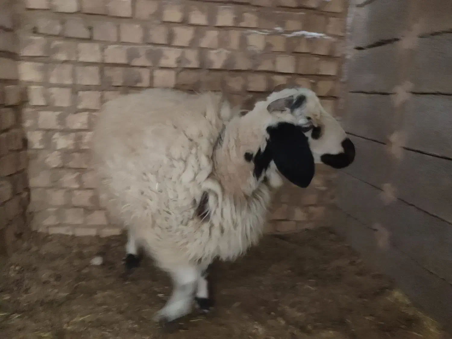 بره ماده خونگی|حیوانات مزرعه|رفسنجان, |دیوار