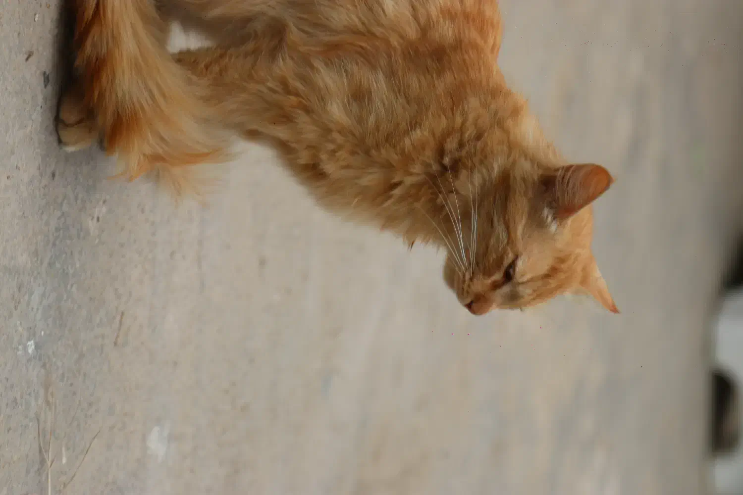 دوتا گربه واگذاری|گربه|کلاله, |دیوار