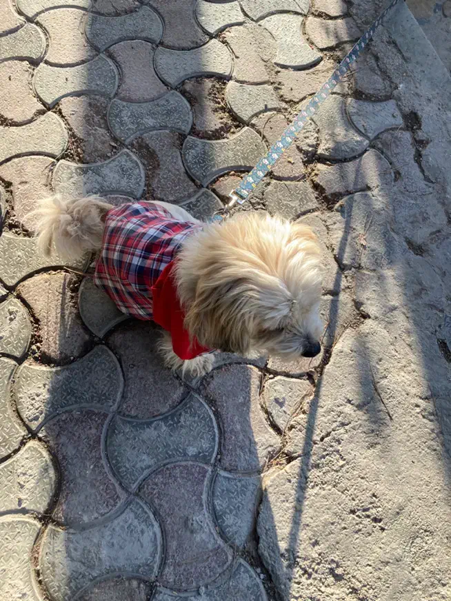 واگذاری سگ|سگ|بجنورد, |دیوار