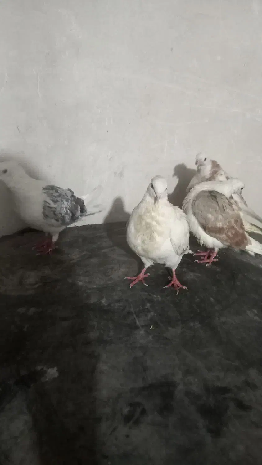 ۱۰ تا کفتر|پرنده|بروجرد, |دیوار