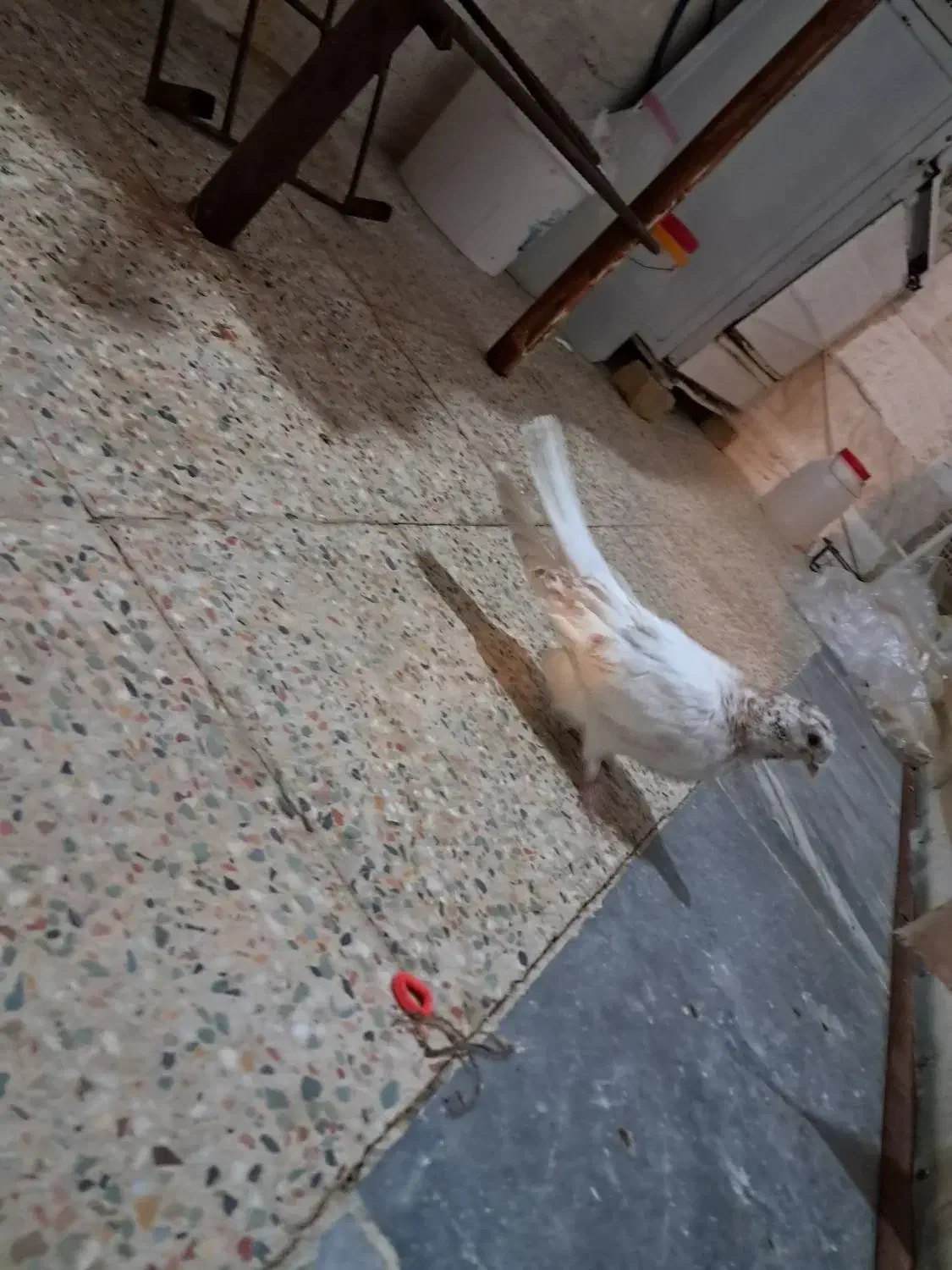 گبوتر|پرنده|گلپایگان, |دیوار