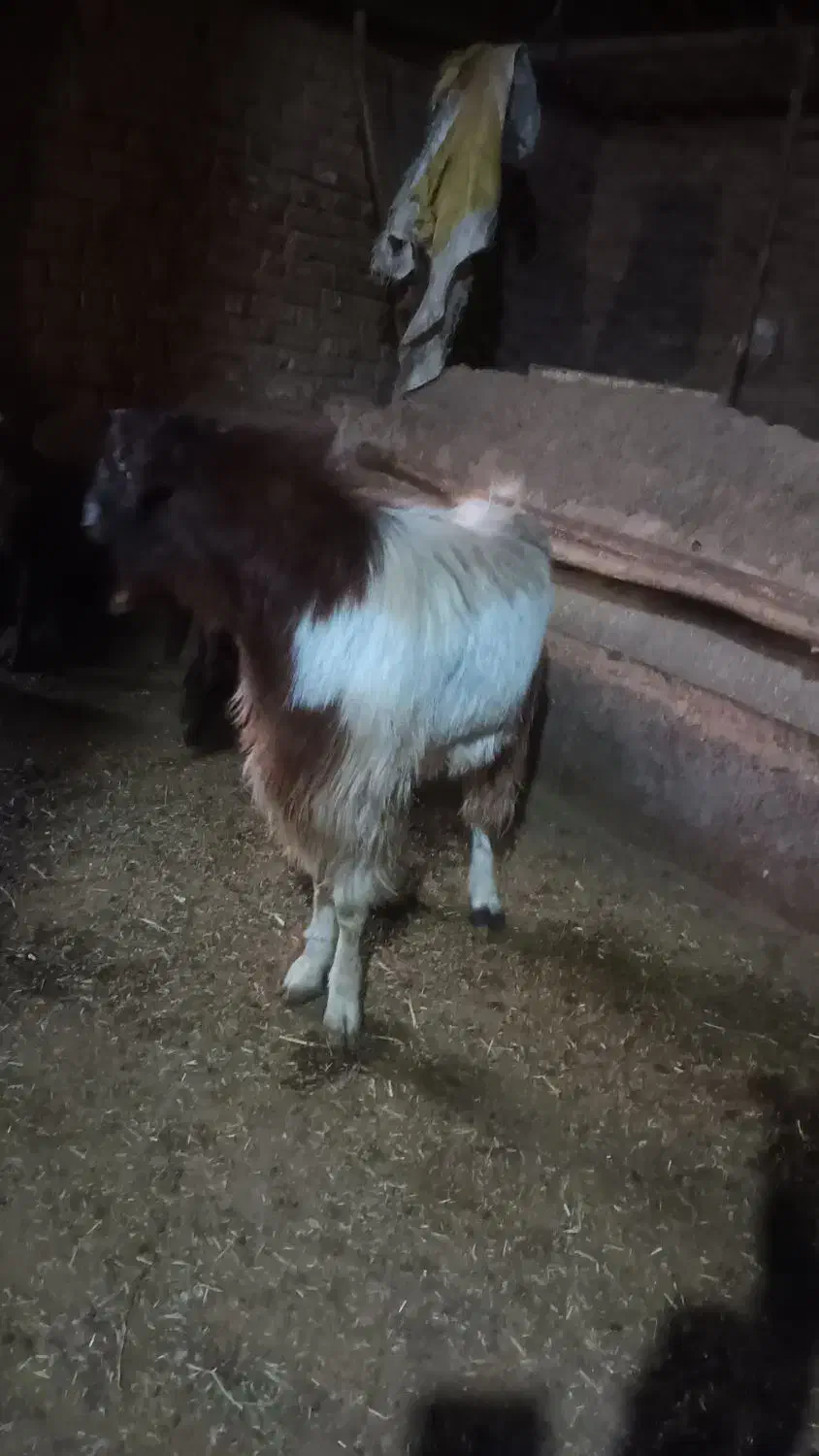 بز نر یک ساله|حیوانات مزرعه|پیر سلیمان, |دیوار