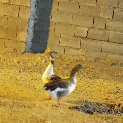 دوتاغاز به بفروش|حیوانات مزرعه|بندرعباس, |دیوار