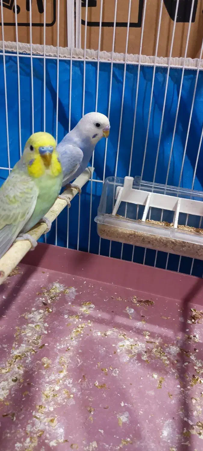 دو جفت مرغ عشق|پرنده|بندر ماهشهر, |دیوار