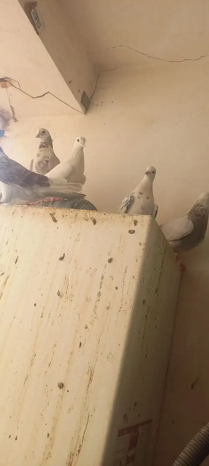 ۶ تا کفتر سالم و پرشی|پرنده|قم, شاه سید علی|دیوار