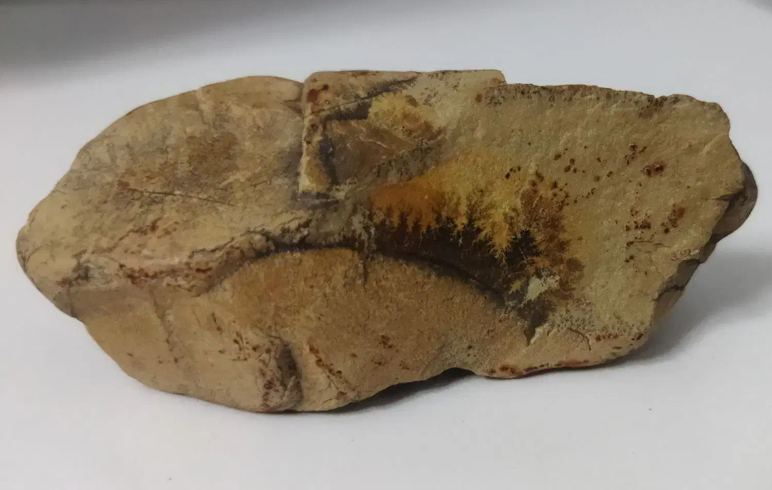 سنگ شجر|مجسمه، تندیس، ماکت|قرچک, زیبا شهر|دیوار