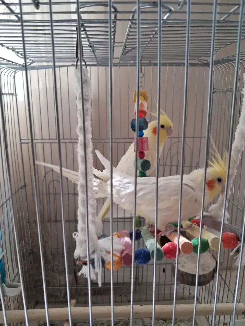 یک جفت عروس هلندی بالغ|پرنده|شهر بابک, |دیوار