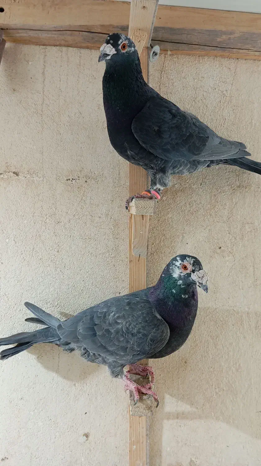 زاغ آلمانی قلدور نرپولکی نر جوجه پرشی ۳تاش ۱تومن|پرنده|مشهد, نیروی هوایی|دیوار