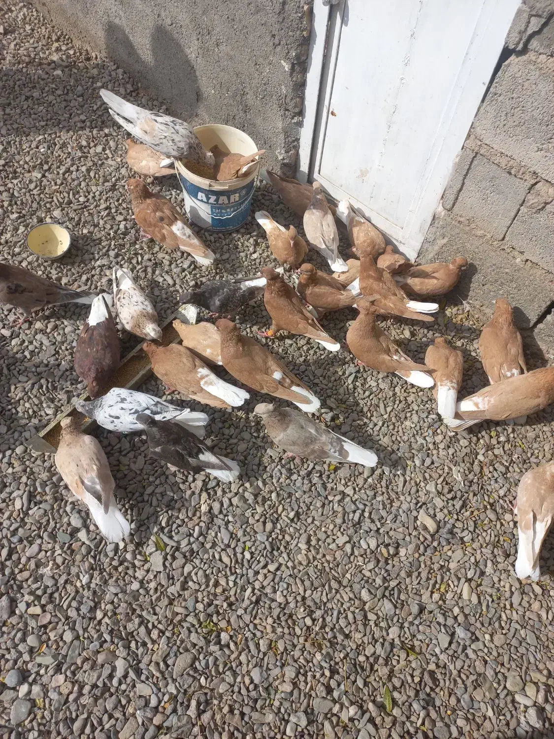 دم سفید|پرنده|تربتحیدریه, فردوسی جنوبی|دیوار