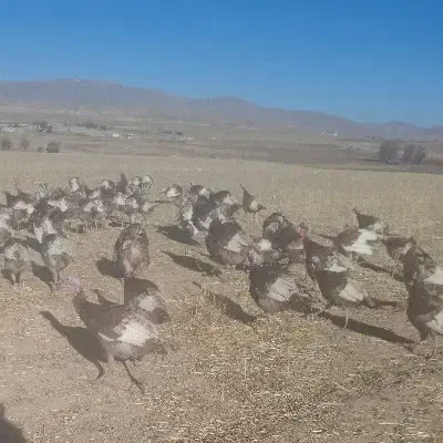 بوقلمون|حیوانات مزرعه|ماهیدشت, |دیوار