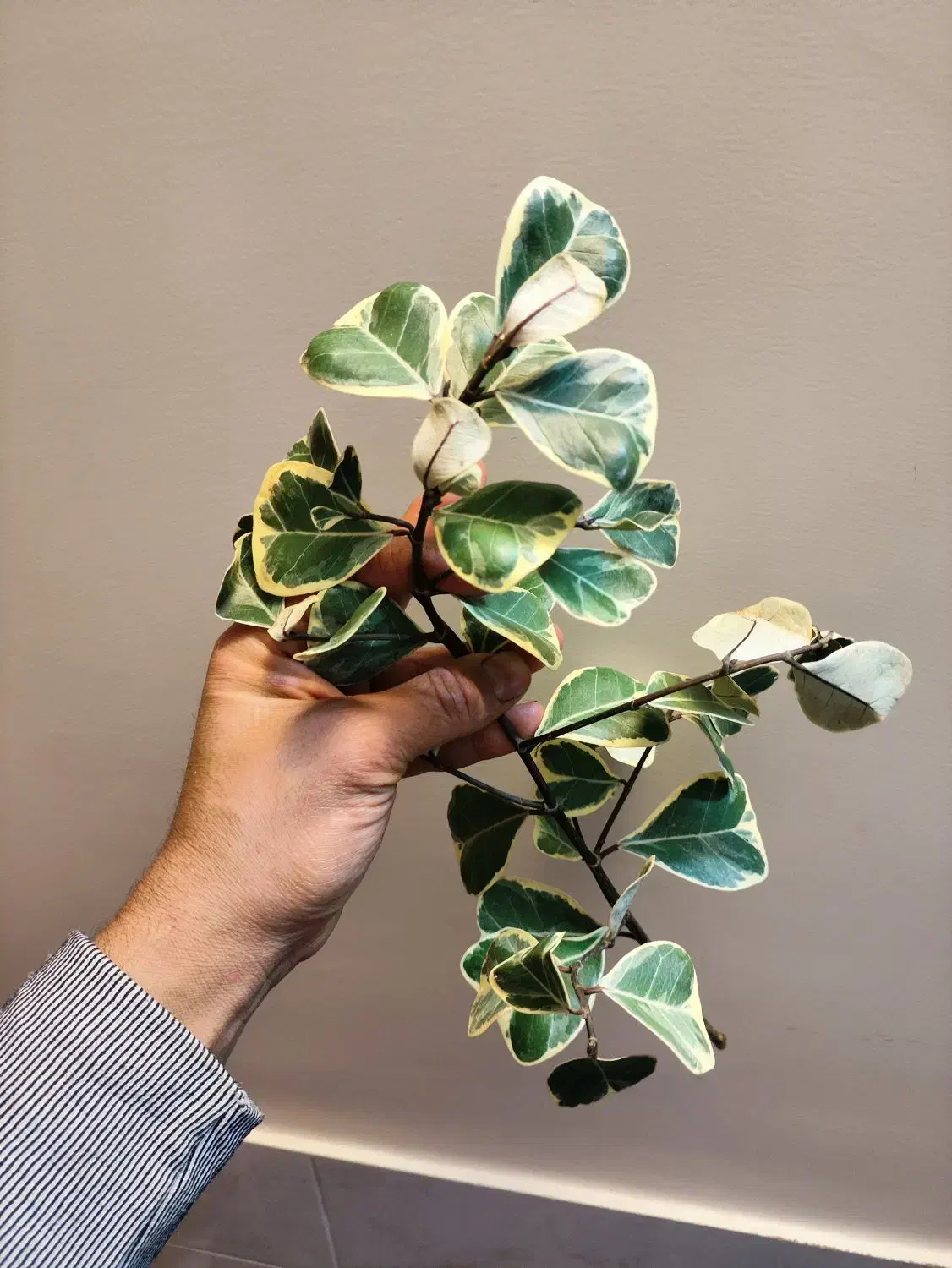 تمدید و شارژ قلمه رایگان|گل و گیاه طبیعی|اصفهان, شاه پسند|دیوار