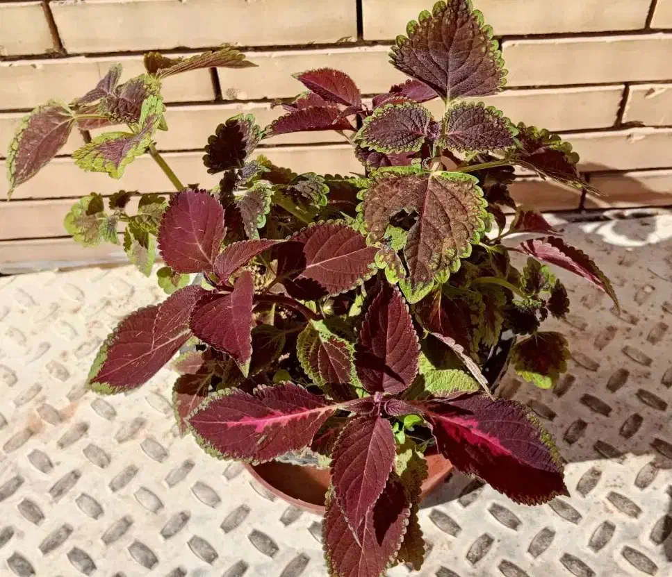 گل حسنی یوسف|گل و گیاه طبیعی|یزد, |دیوار