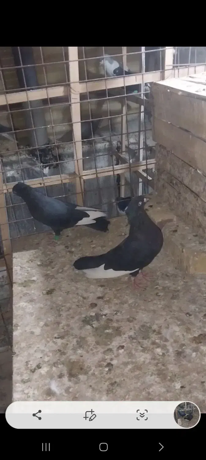 یک جفت قارا سیاه|پرنده|قزوین, |دیوار