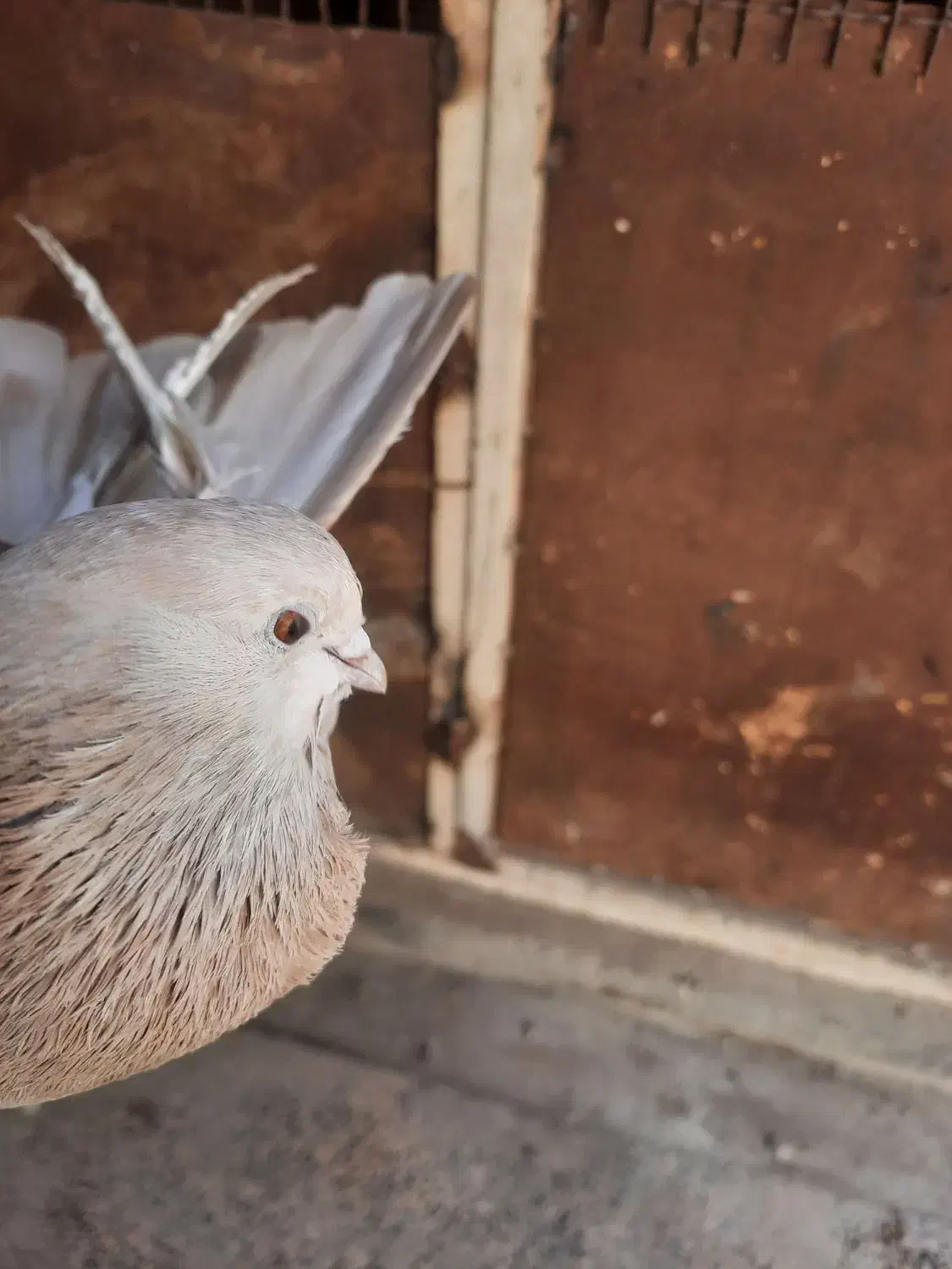 کبوتر زرد و سرخ|پرنده|اصفهان, منتظرالمهدی|دیوار