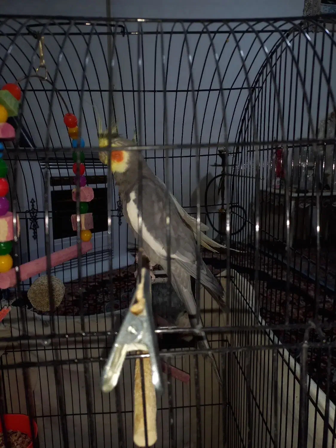 پرنده|پرنده|مشهد, شهید بصیر|دیوار