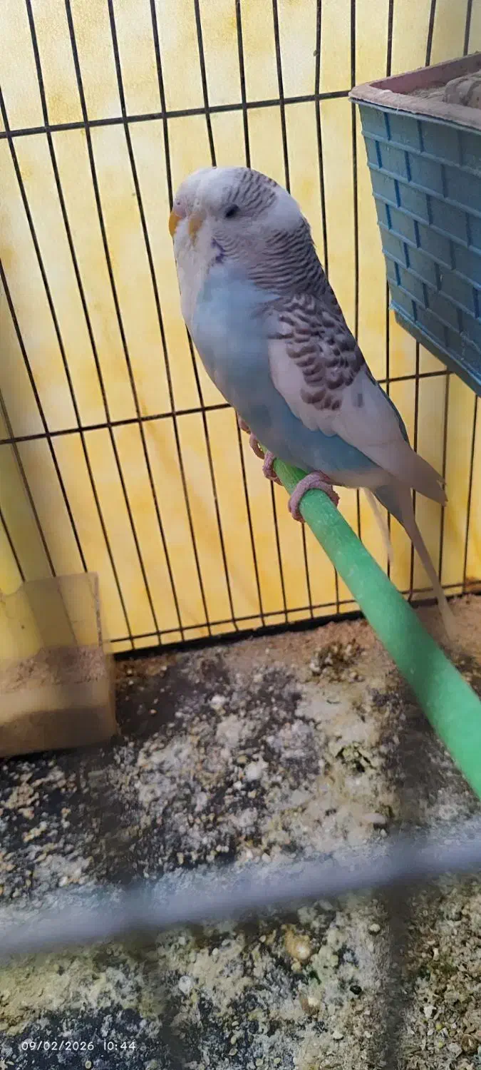 مرغ عشق|پرنده|رونیز, |دیوار